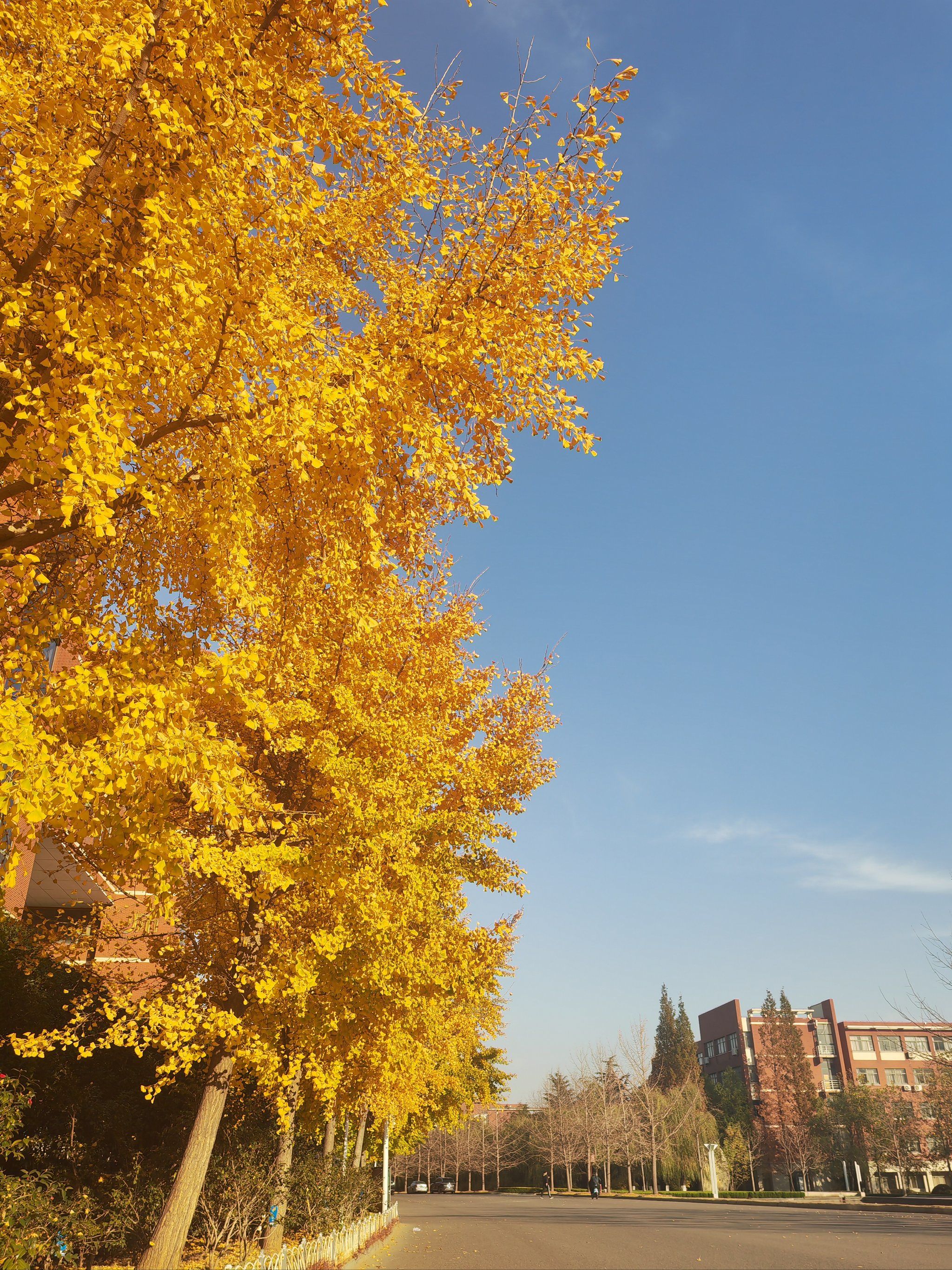 黄岛区最美校园