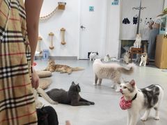 -Heymao猫咖.咖啡厅(东门店)