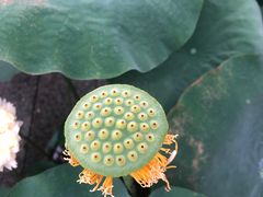 -云溪植物园