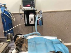 -福懋动物医院·犬猫全科·外科·重症科(杏林分院)