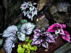 -北京植物园-展览温室