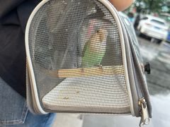 -派联宠物医院·24h·CT·异宠
