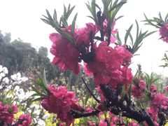 -南汇桃花村