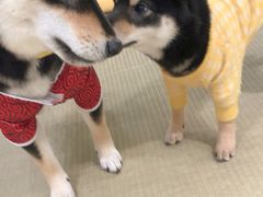 -逗柴咖啡屋·狗咖猫咖宠物桌游