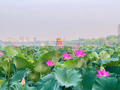-济南大明湖景区