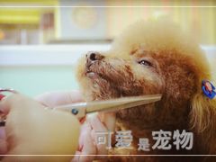 丁丁-可爱是宠物(容辰庄园店)
