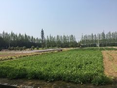 -上海长兴岛郊野公园