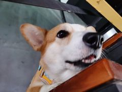 -瑞派动物医院·猫专科·至诚(江南中分院)