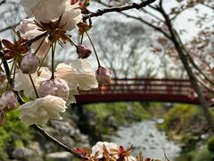 -羊山湖公园