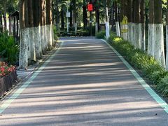 -合肥滨湖国家森林公园