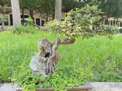 -苏州文庙(姑苏区)