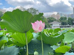 -荔湾湖公园