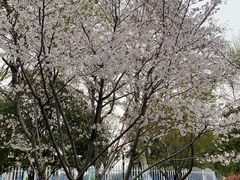 -太子山公园(园东路)