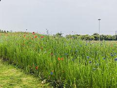 -嘉北郊野公园