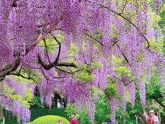 -嘉定紫藤园