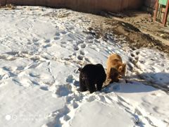 -新疆天山野生动物园