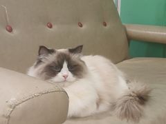 -藏猫猫咖啡主题馆(中央大道店)