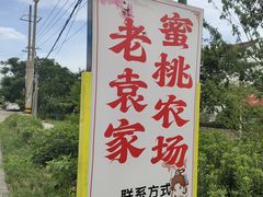 -老袁家蜜桃农场·阳山水蜜桃