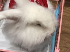-猫色咖啡·猫咖