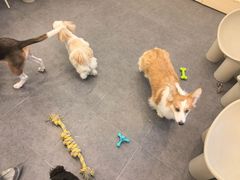 -有喵·猫咖·狗咖·30几只猫10只小狗(岗厦店)