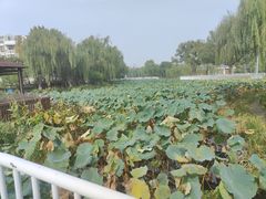 -荷花公园