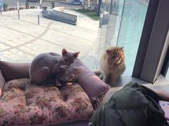-70cat德文卷毛猫·缅因猫纯种猫舍