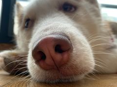 -Husky Go! 哈士奇体验馆·宠物咖啡厅狗咖