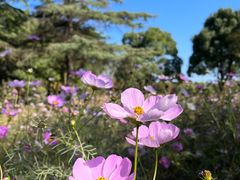 -上海滨江森林公园