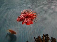 -北京海洋馆