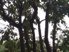 -西北大学(桃园校区)