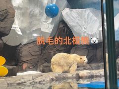 -海合安武汉极地海洋公园