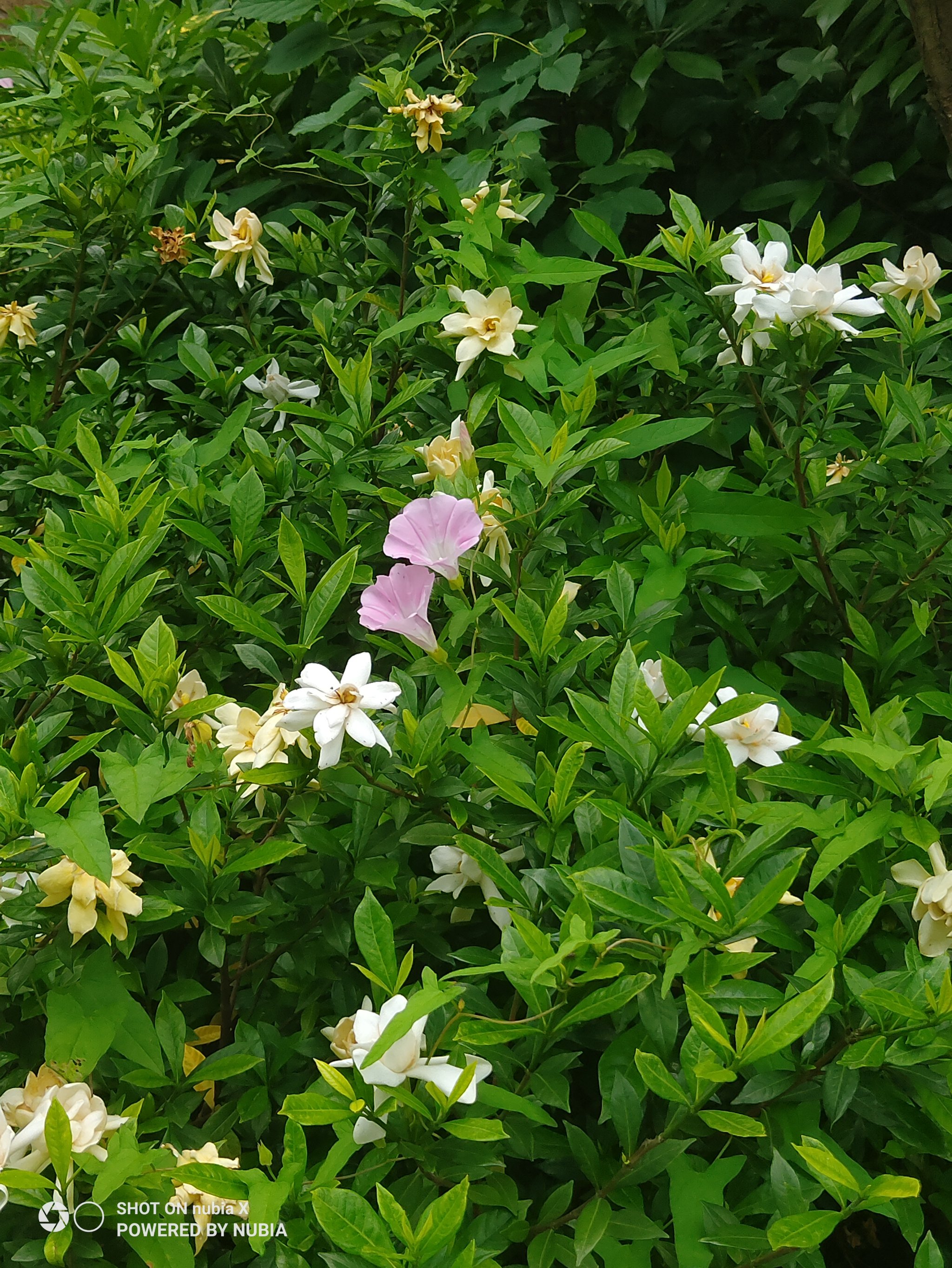 好香的栀子花