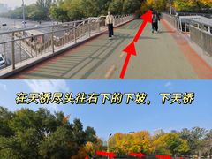 -三里屯东五街银杏大道