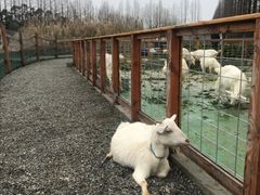 -前小桔亲子创意农场·草莓采摘·露营烧烤