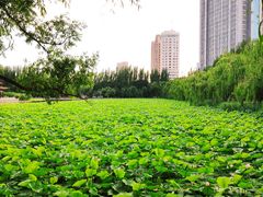 -青城公园