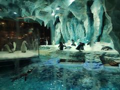 -帝企鹅自助餐厅•儿童岛•真企鹅(长隆企鹅酒店)