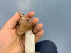 -康成宠物医院24H·CT·核磁共振