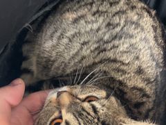 -纳吉亚猫专科动物医院·北北分院