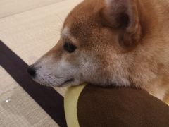 -逗柴咖啡屋·狗咖猫咖宠物桌游