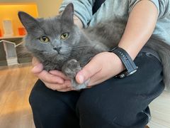 -喵的天空名猫咖啡馆·撸猫·猫舍·用品