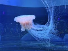-欢乐海岸海洋奇梦馆