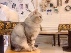 -平行世界·猫咖(首经贸店)