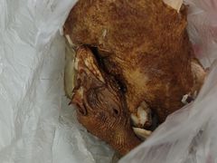 德州扒鸡-陶记正宗德州扒鸡(科巷店)