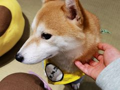 -逗柴咖啡屋·狗咖猫咖宠物桌游