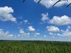 -黄海国家森林公园