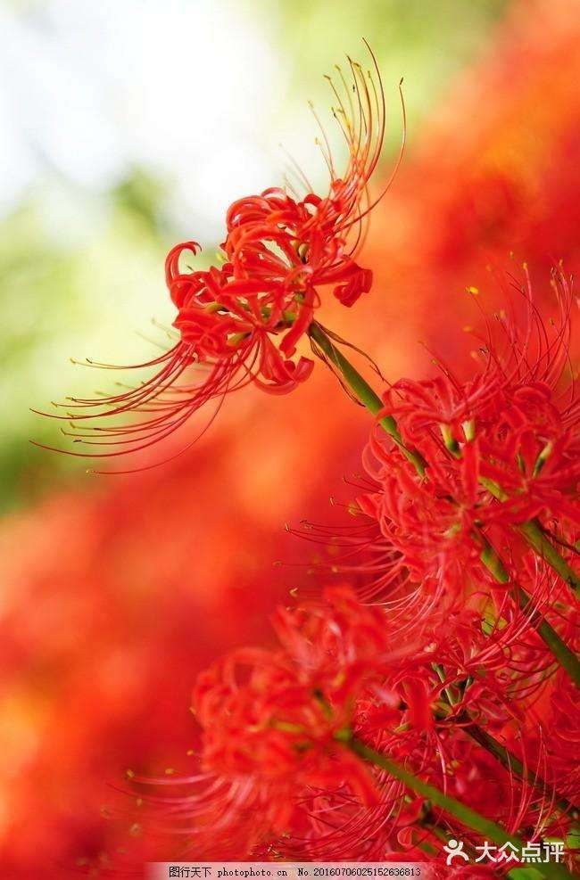 彼岸花