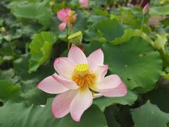 -武汉紫薇都市田园