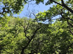-大岭沟猕猴桃谷风景区