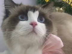 -爱洗澡的猫(望京店)