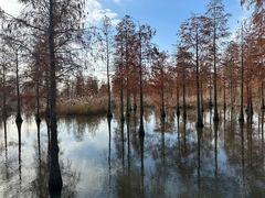 -池杉湖湿地公园